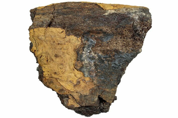 Fossil Dinosaur Bone Section - Wyoming #233826